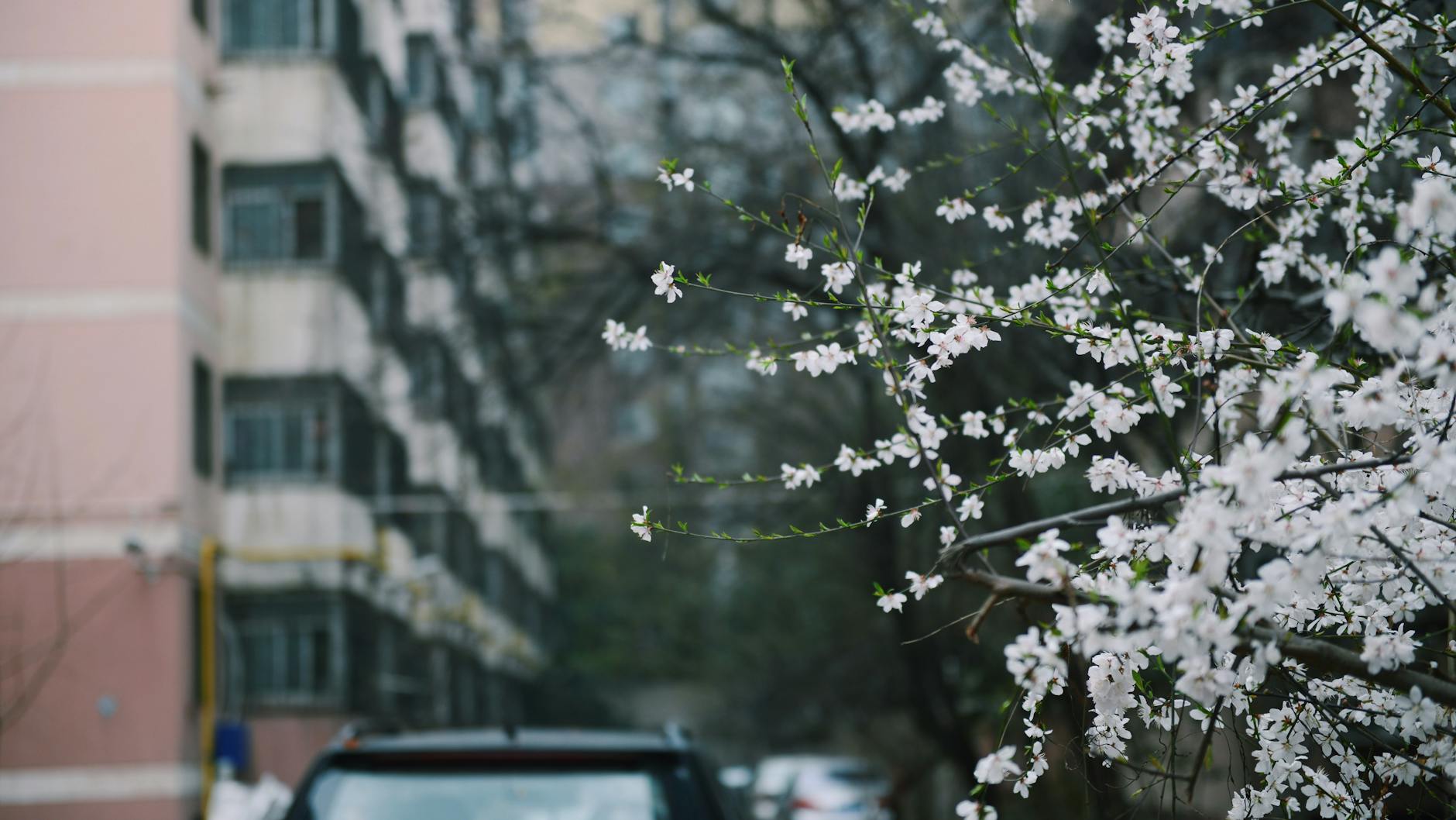 Cherry blossoms blooming against a city backdrop in spring