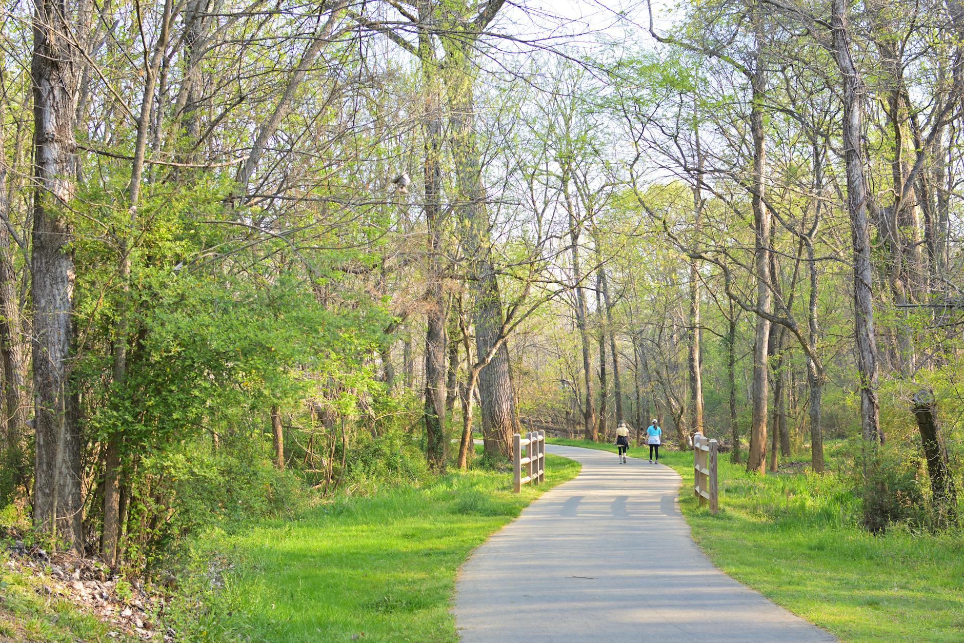 A scenic elevated walkway through green trees