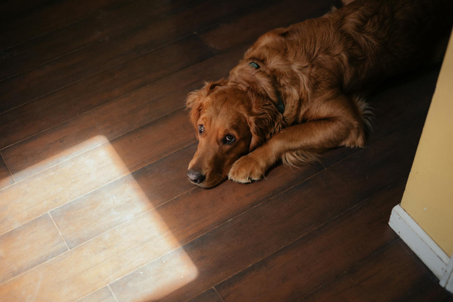 A golden retriever lying peacefully on a wooden floor in soft sunlight