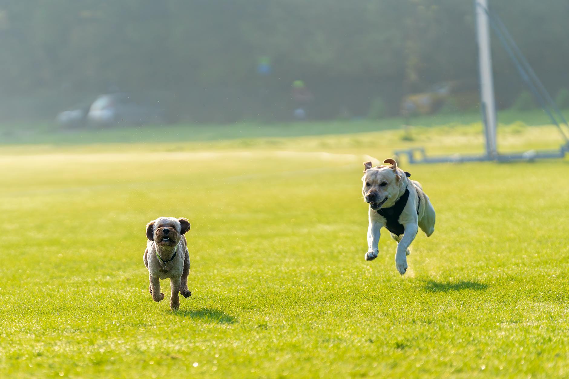 Two dogs running and playing in a grassy field