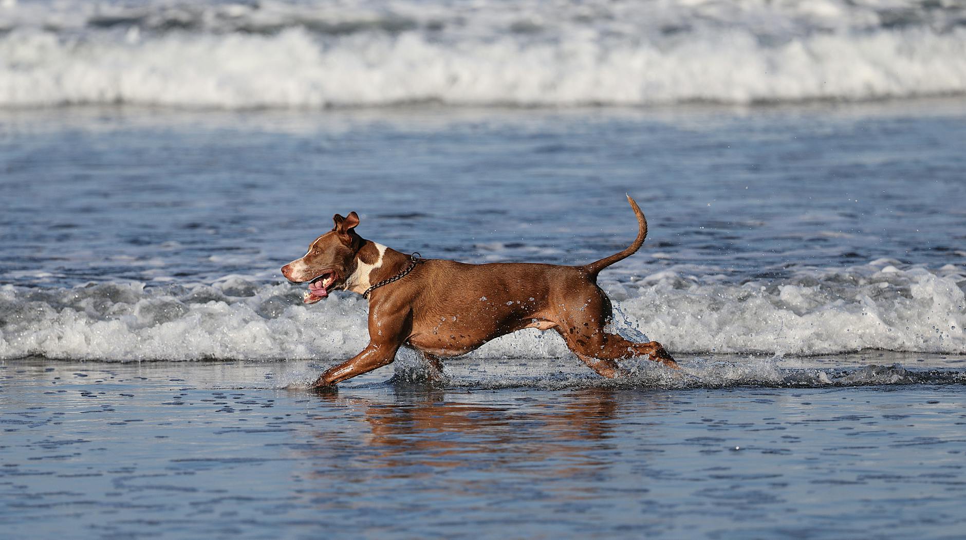 A happy brown dog playing in the water at the beach