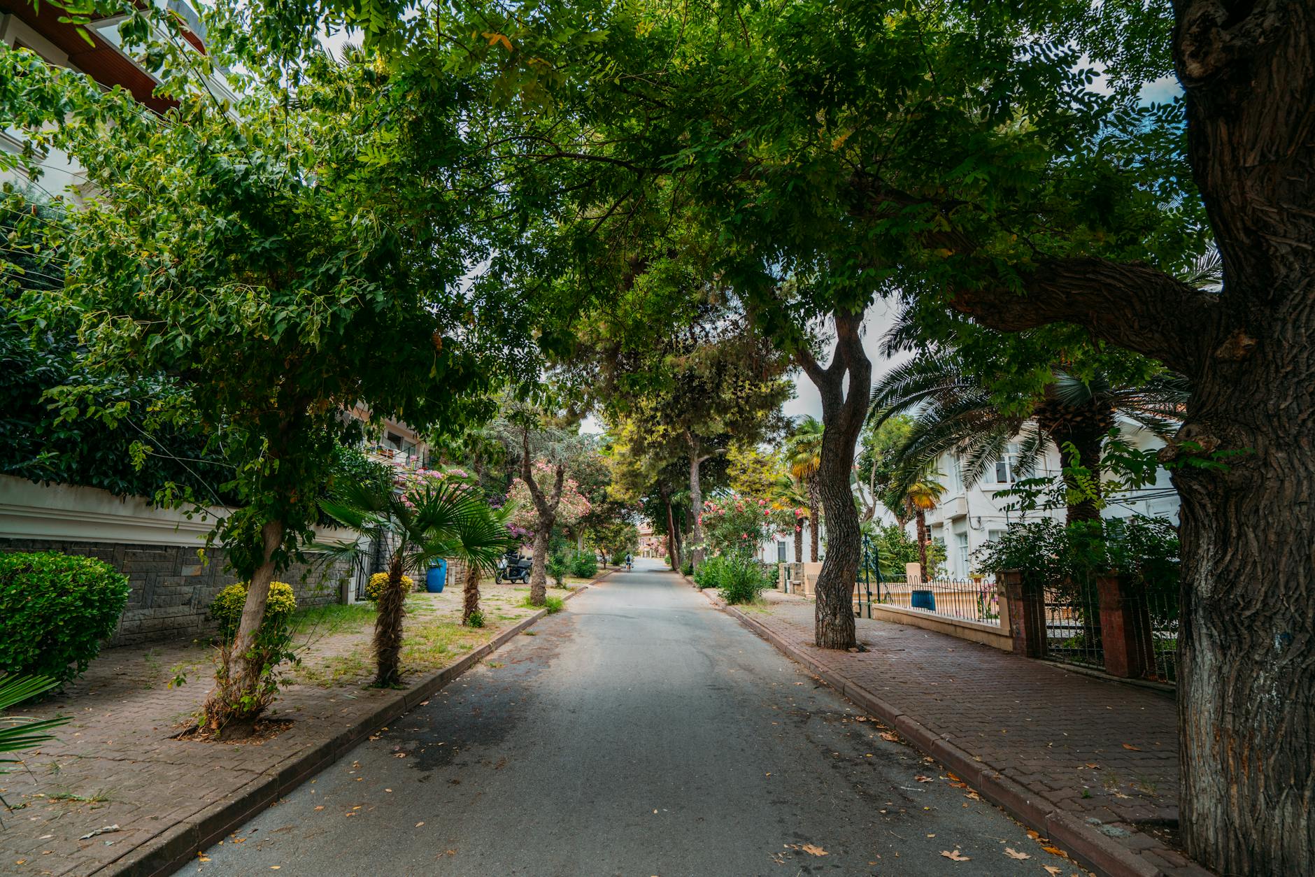 An idyllic tree-lined street in a quiet residential area with lush greenery