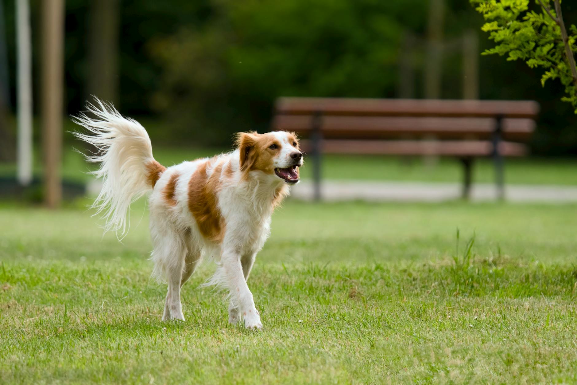 A golden retriever running happily through a sunny park